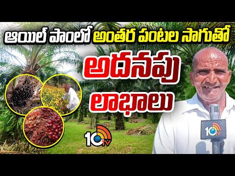 Multi Cropping In Oil Plam | ఆయిల్ పాంలో అంతర పంటల సాగుతోఅదనపు లాభాలు | Matti Manishi | 10TV News - 10TVNEWSTELUGU