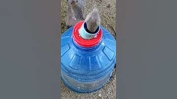 New Bucket Mouse Trap - Best Mouse Trap - DIY Homemade Mouse Trap Part 01