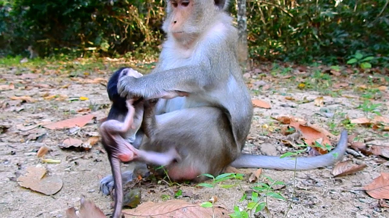 OhMyGoodness! Monkey Anna Remind Cute Tiny Baby AMINA Old Lesson | 