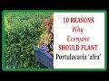 10 Reasons Why Everyone Should Plant Portulacaria afra