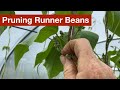 Pruning runner beans for a faster crop