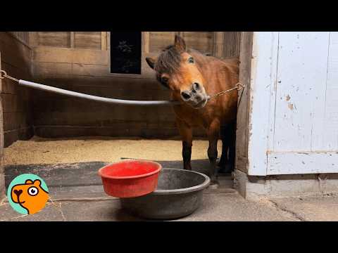 Tiny Horse Has the Cutest Way of Saying “I’m Hungry” | Cuddle Buddies