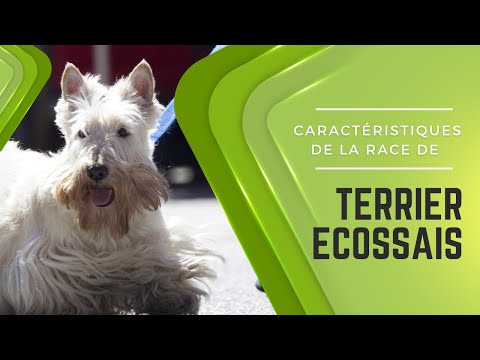 Vidéo: Race De Chien Scottish Terrier Hypoallergénique, Santé Et Durée De Vie