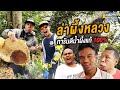 ล่า! "ผึ้งหลวง" กลางป่าช้า สุดระทึก ผึ้งแตกรัง!?! [หัวครัวทัวร์ริ่ง] EP.126