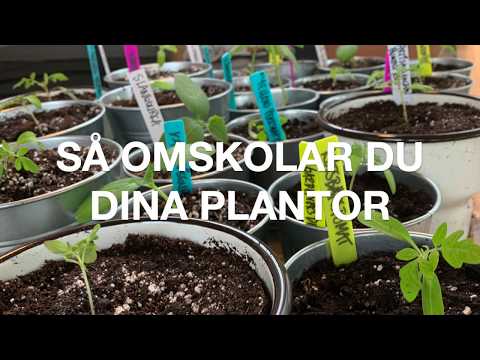 Video: När Man Ska Så Plantor. Beräkningsformel