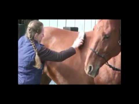 Grooming A Horse To Jaw Dropping Gorgeous!