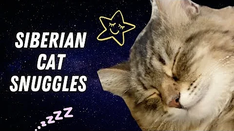 Watch the video about Siberian Cat - Snuggles, rubs, and pets! Watch Loki enjoy being spoiled