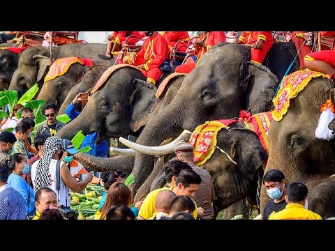 Vidéo: Journée De L'éléphant Thaïlandais