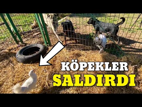 TAVUK ALDIM KÖPEKLER PİŞMAN ETTİ ZOR ANLAR YAŞADIK!