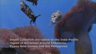 404Icuttlefishyt1920.Mov