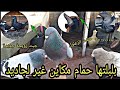 بلبلتها جبت حمام جديد+طريقة اطلاق زغاليل الحمام+كيفاش نخلي حمامي ميبقاش يحط فصطوحا