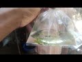 মাছ বিক্রি করলাম#siam fishzone#guppy #fish