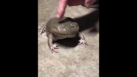 лягушка плачет