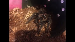 QUICK FEEDING RESPONSE FROM MY LASIODORA PARAHYBANA(Salmon Pink Bireater) TARANTULA!!