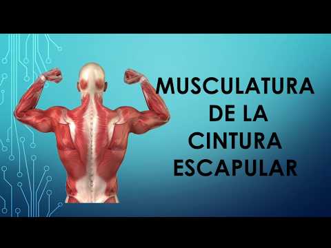 Video: Cómo Desarrollar Los Músculos De La Cintura Escapular