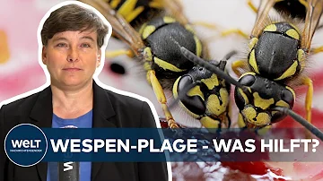 Kann man Wespen mit Wasser vertreiben?