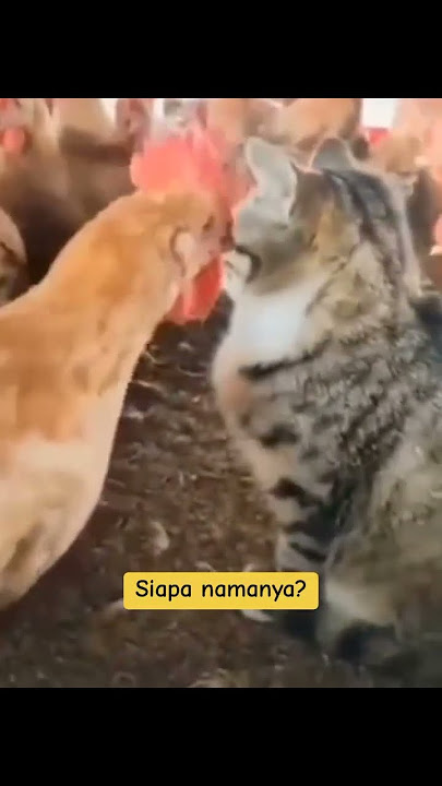 Dubbing ayam vs kucing 😆
