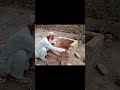 Ref:GMnCmRN7WXM Primitive technology chicken coop with bricks #shorts