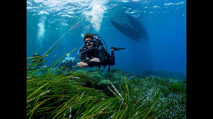 Dive into fun with Cydive!
