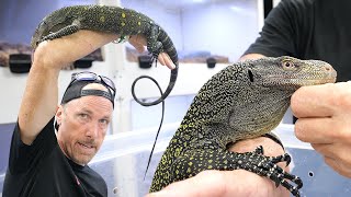 We Rescued An Evil Croc Monitor that Bites