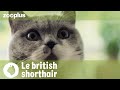 Portrait du british shorthair  caractre mode de vie et alimentation  magazine zooplus