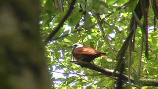 Threewattled Bellbird