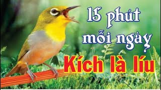 Khuyên Líu Hót | Kích Vành Khuyên, Khuyên Líu Đấu Thúc Bổi Líu Nhanh Mỏ, Khuyên Líu Đấu (part 4 )