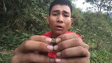 CÀ ĐẮNG Rừng Là MÓN Ăn Đặc Sản Của TÂY NGUYÊN| Thíp Vi Lốc