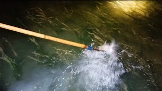 Ribuan ikan baronang yang terjebak malam hari