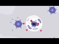 Adenovirus-Based Vaccine for COVID-19