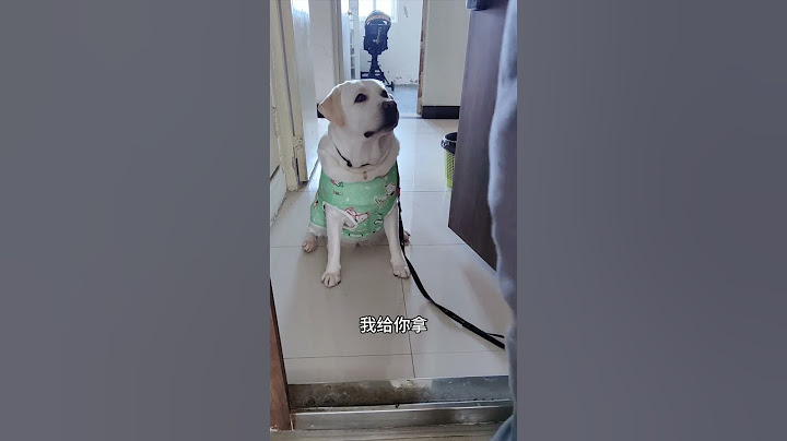拉宝说：不擦脚脚不进门！！情绪稳定的小狗谁不爱 爱干净的狗狗有多可爱  狗狗懂事行为盘点