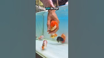 P3 | ranchu tiny size mini và một số vấn đề nhiêu anh rm chưa biết #ranchu #oranda #goldfish #fish