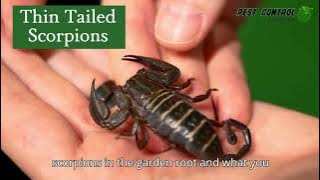 Download lagu Thin-Tailed Scorpions in the Garden Route β What You Need to Know