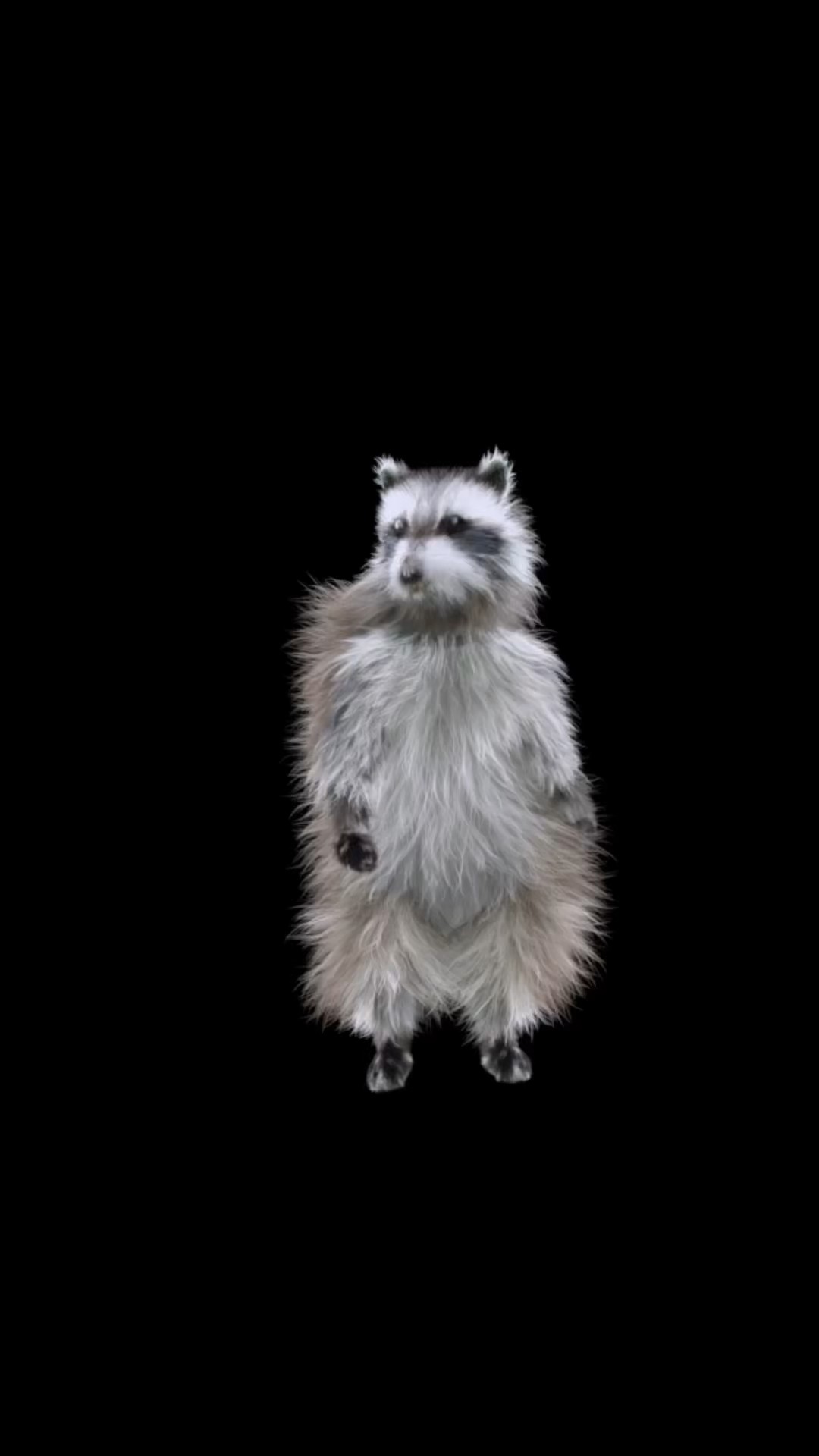 PEDRO! PEDRO! PEDRO! #pedro #racoon #techno