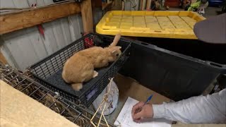 Weighing the Rabbits