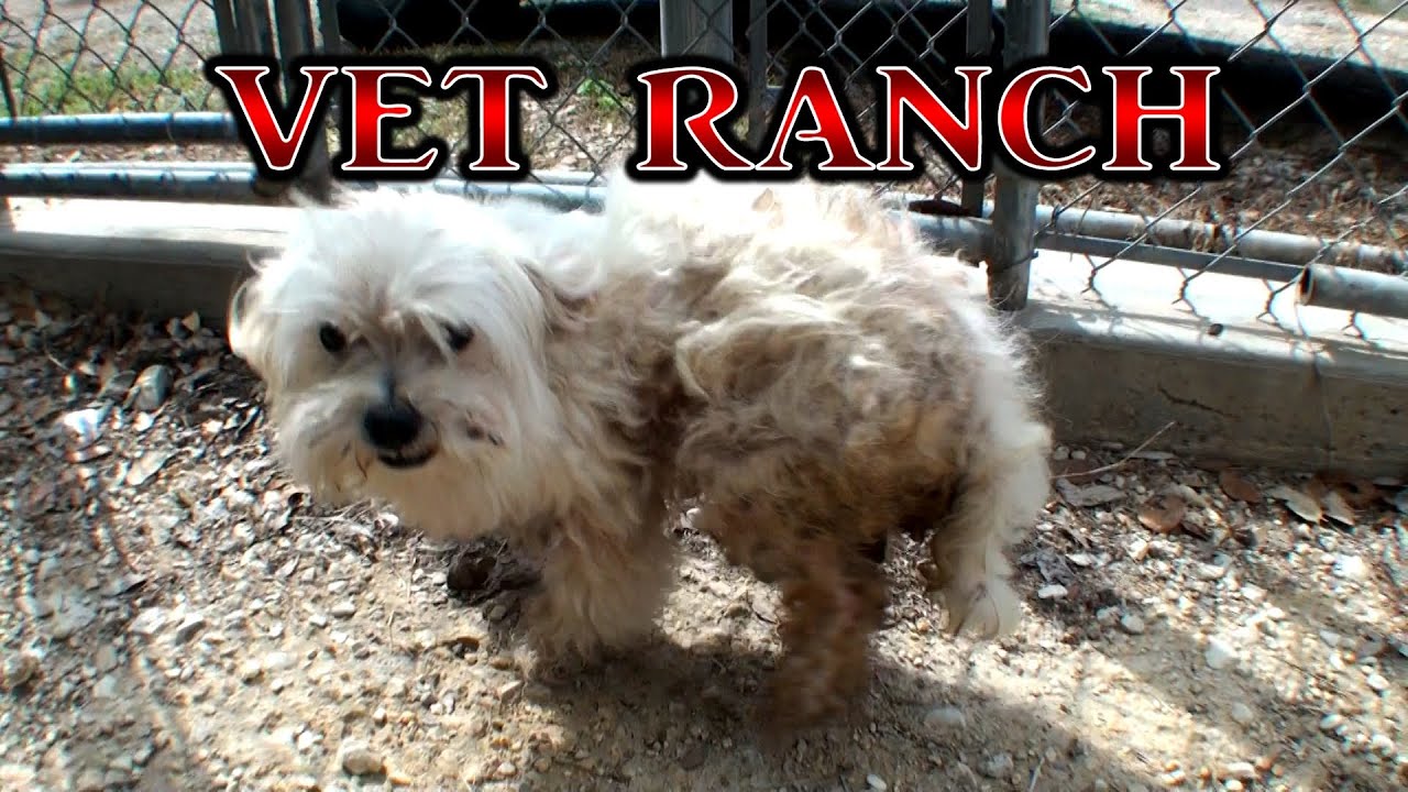 Virginia, Neglected Dog