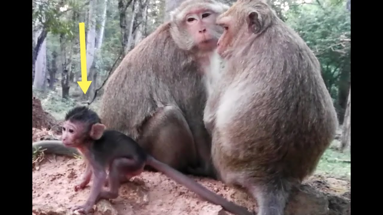 What Can Jessie Baby Monkey Do After Walking?Today Jessie Lovely Baby Monkey Can Do A lot.