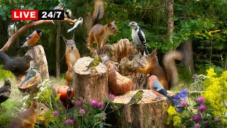 🔴24/7 LIVE CAT TV NO ADS😺 Summer Serenity with Cutest BIRDS and RED SQUIRRELS