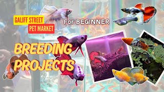 GALIFF STREET best for FISH?? Got some BREEDING projects for Galiff street🤩🤩