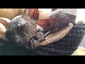 Sphynx Kittens in Very Deep Sleep 💤 Soo Cute