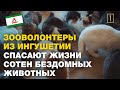 Зооволонтеры из Ингушетии взяли под опеку сотни бездомных животных