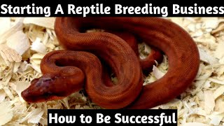 Starting a Reptile Breeding Business and How to Be Successful