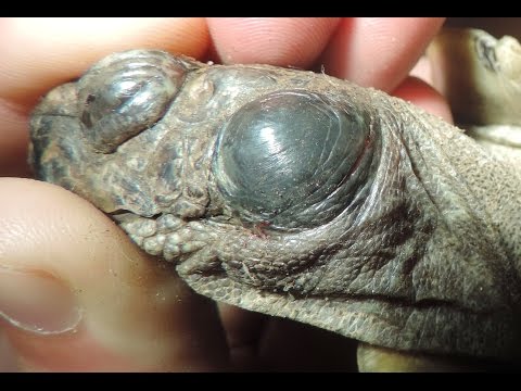 Video: Infecciones De Oído En Tortugas »Wiki Ùtil Infección Del Oído En La Tortuga »Wiki Ùtil Abscesos Auditivos En Reptiles