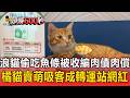 浪貓偷吃魚條被收編「肉債肉償」！橘貓賣萌吸客成轉運站網紅【頭條600秒】