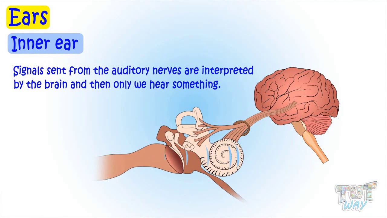 Structure Of Human Ear Science Grade 5 Tutway Youtube