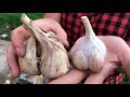 Результаты уборки чеснока 2018г. Results garlic harvesting 2018g.