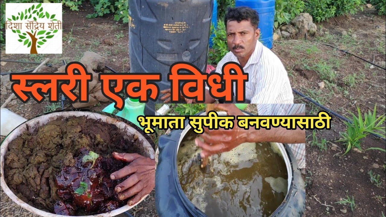 शेन गोमूत्रापासून झटापट स्लरी बनवा व आपली भूमाता,गोमातेचे रक्षण करा एकरी खर्च फक्त 60 रुपये🌱🌴