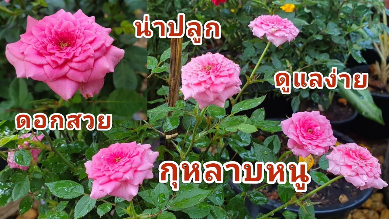 กุหลาบหนู ดอกสวย กลิ่นหอม ออกดอกทั้งปี ดูแลง่าย น่าปลูก @ฟ้าพิม ชาแนล