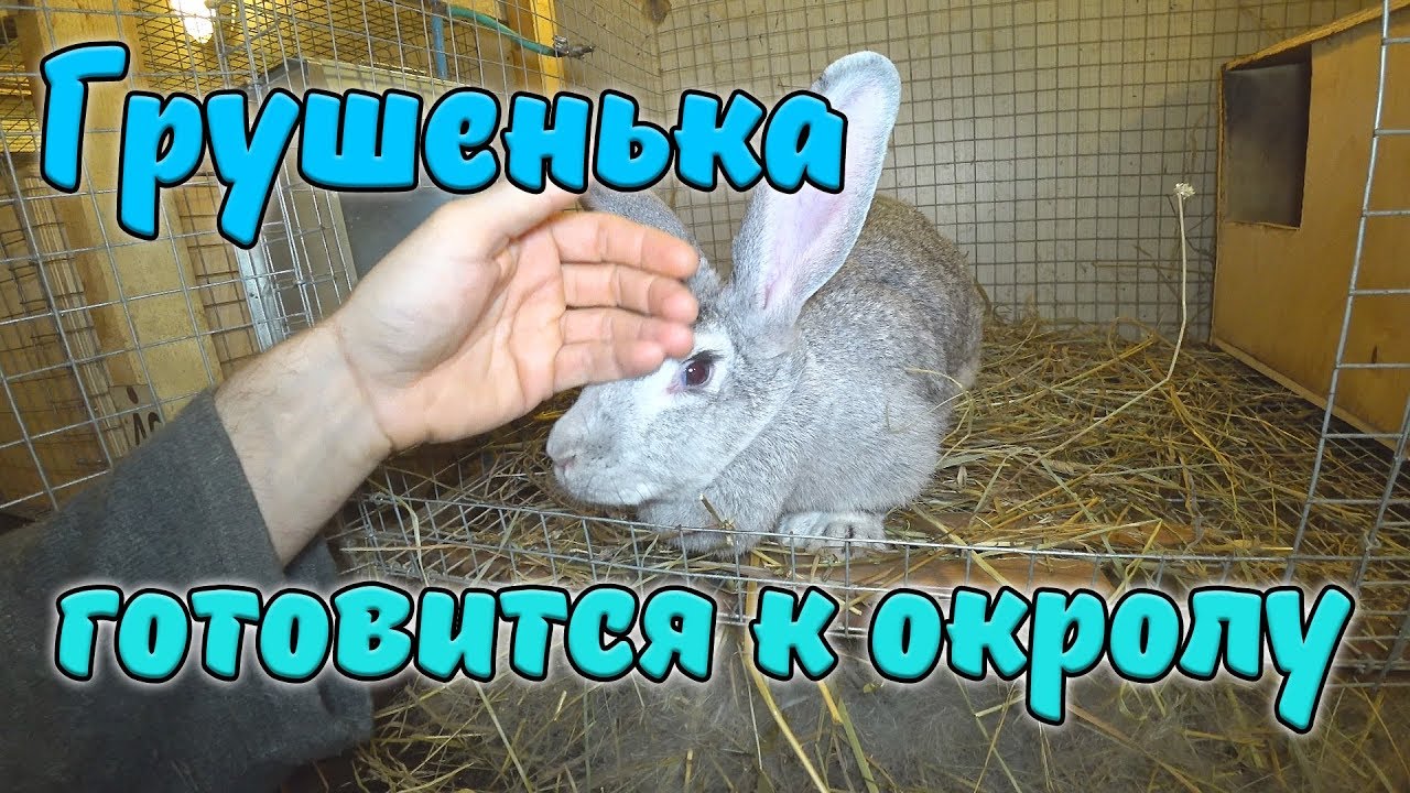 ГРУШЕНЬКА ГОТОВИТСЯ К ОКРОЛУ