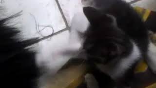 Drink Milk Breast Mom , Distrub With Sapu Ijuk Cute My Cat